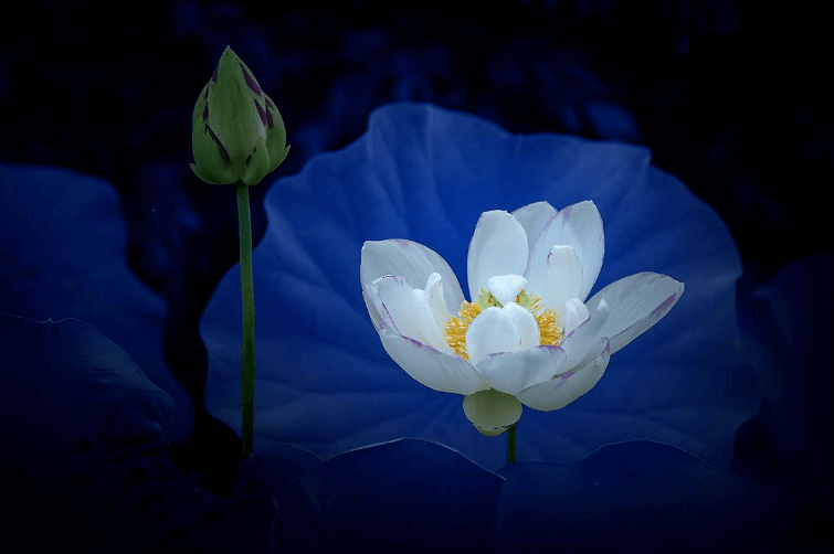 星辰冷落碧潭水，鸿雁悲鸣红蓼风（戴复古的十首唯美古诗）