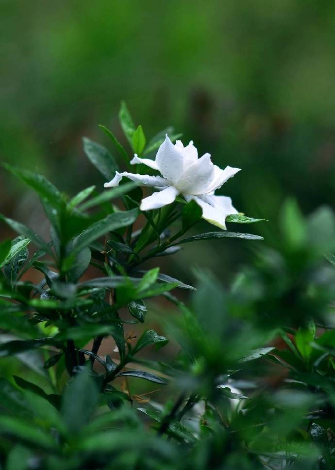 觉后不知明月上，满身花影倩人扶（陆龟蒙的十首古诗）