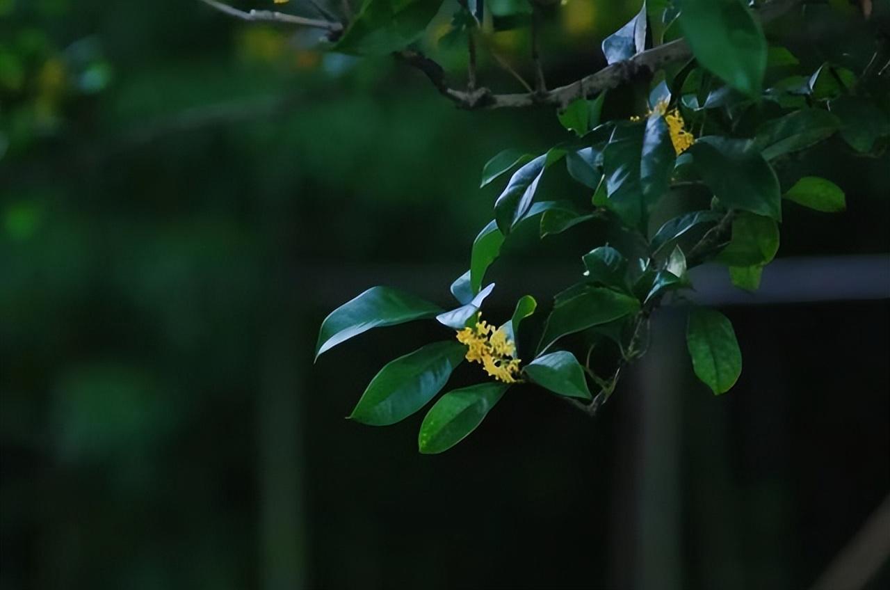 露染桂香，行至仲秋（15首关于八月的诗词）