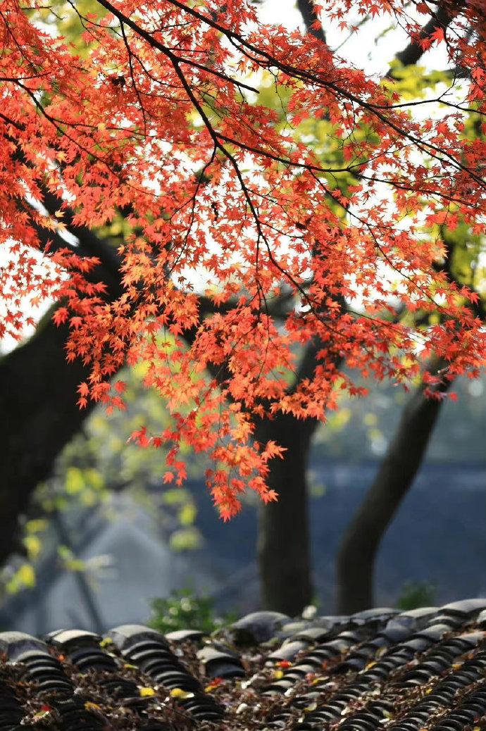 红蓼花繁映月，黄芦叶乱摇风（吴承恩的十首诗词）