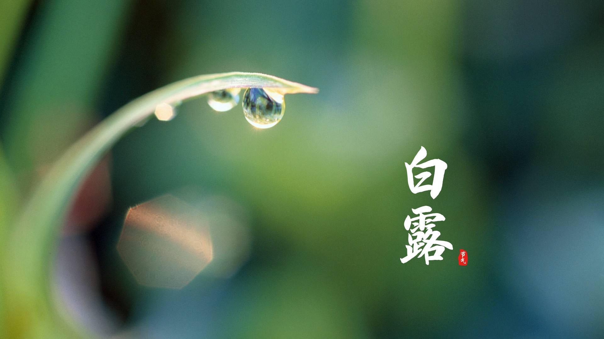 秋叶渐黄，白露苍苍（十首唯美的白露诗词）