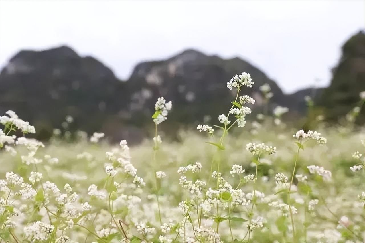 荞麦花经典诗词大全（十首唯美的荞麦花诗词）