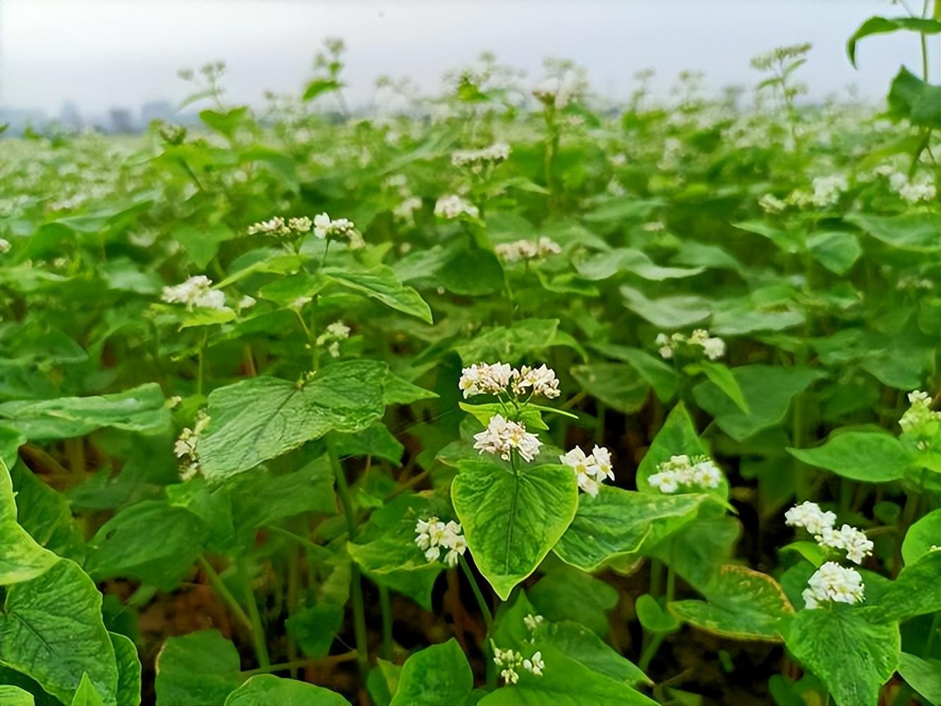 荞麦花经典诗词大全（十首唯美的荞麦花诗词）