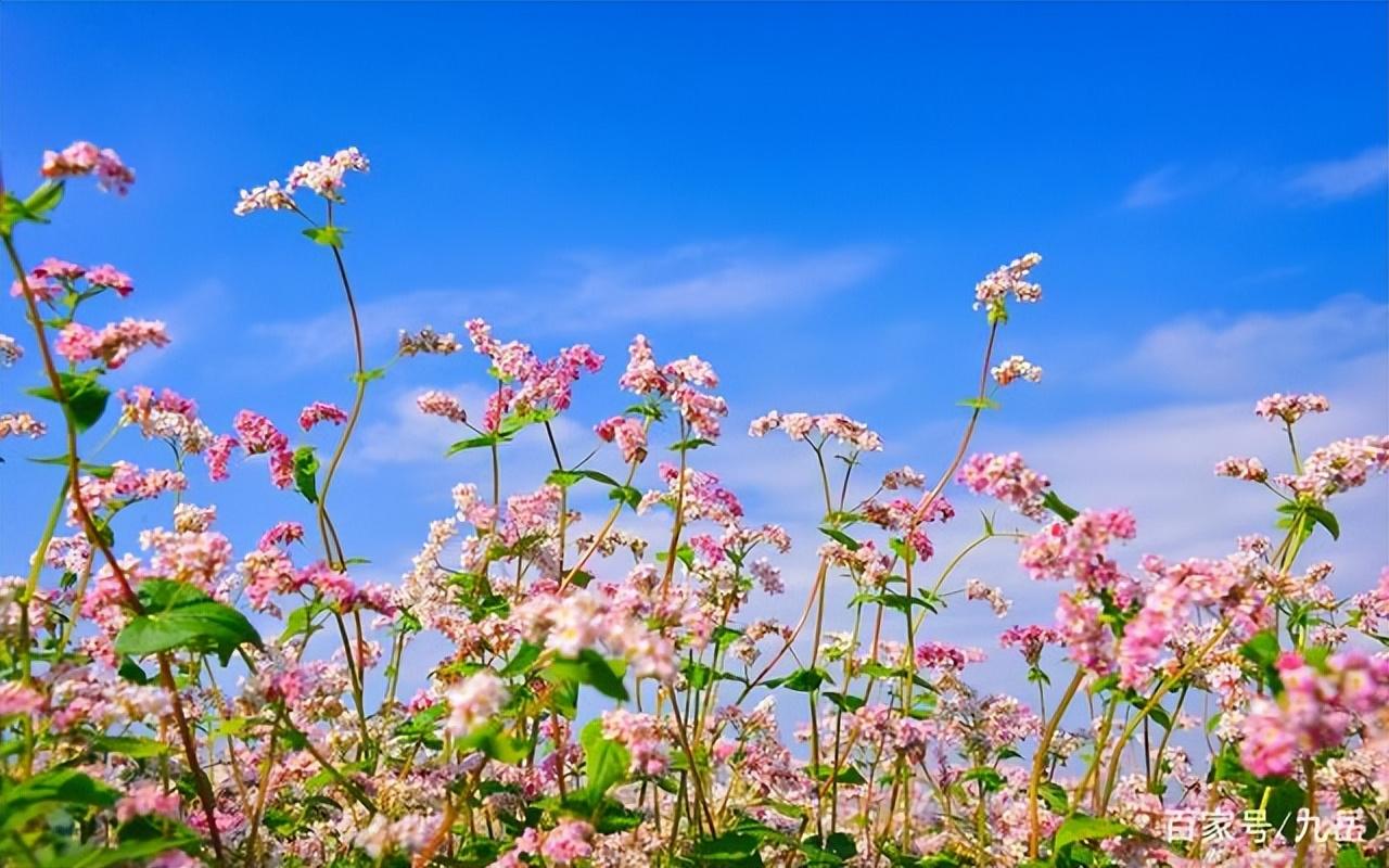 荞麦花经典诗词大全（十首唯美的荞麦花诗词）