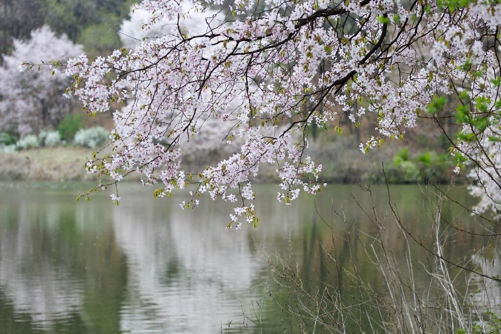 千古苍凉天水碧，一生缱绻夕阳红（陈曾寿的十首诗词）