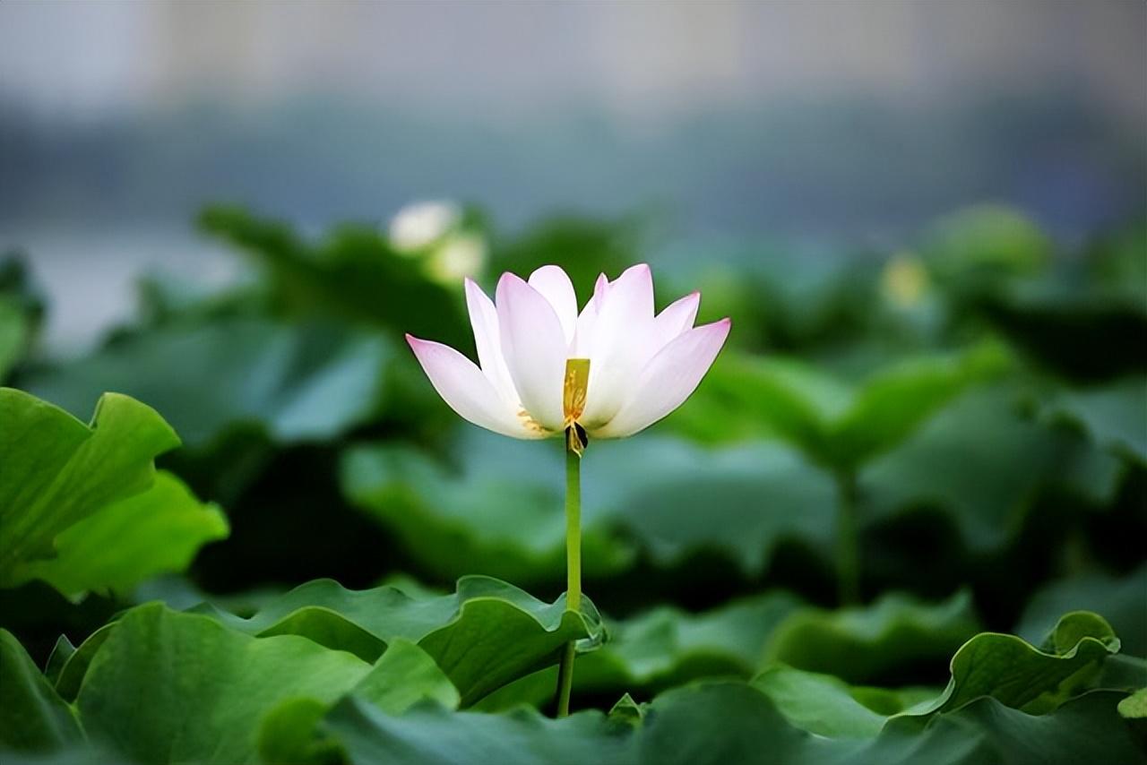 神龙十万开鳞甲，送遍人间夜雨声（十五首唯美的夏末诗词）