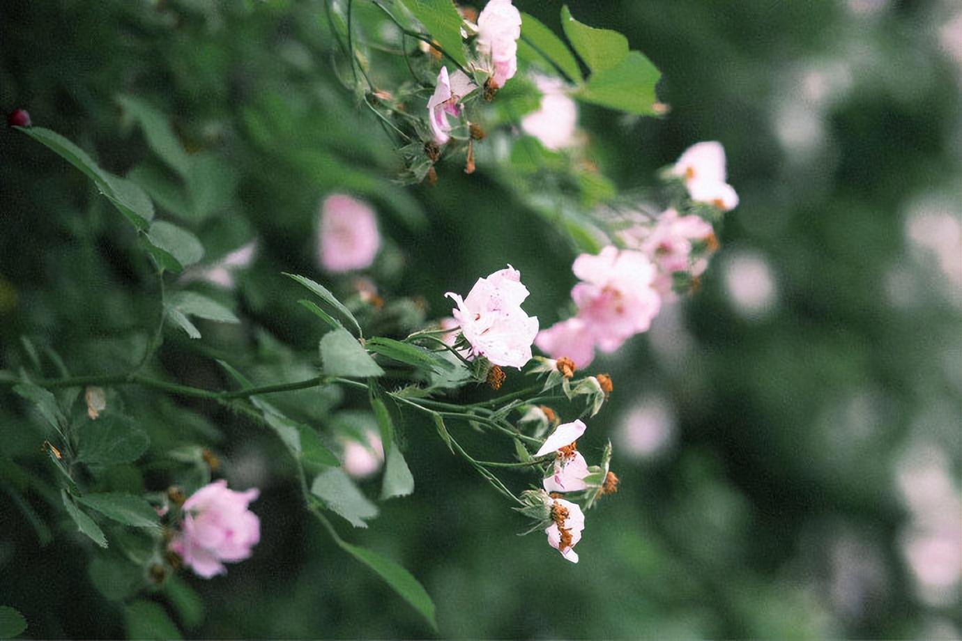 夏天经典诗词佳句大全（十五首清凉的销夏诗词）