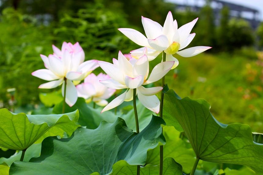 湖边不用关门睡，夜夜凉风香满家（曹寅的十首经典诗词）