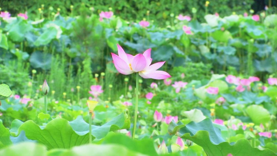 湖边不用关门睡，夜夜凉风香满家（曹寅的十首经典诗词）