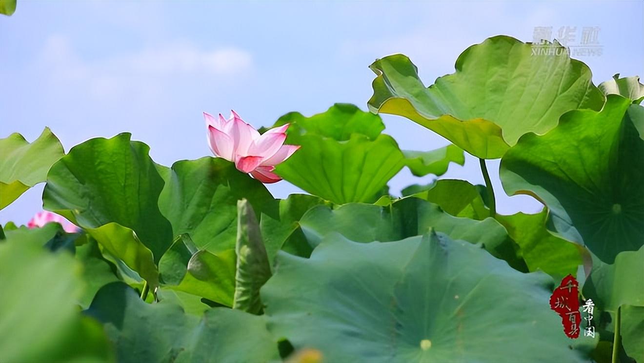 湖边不用关门睡，夜夜凉风香满家（曹寅的十首经典诗词）