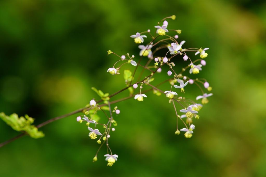 花有重开日，人无再少年（陈著的十首经典诗词）