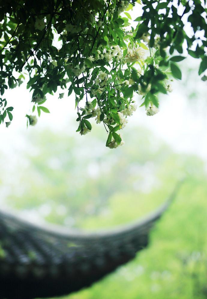 花有重开日，人无再少年（陈著的十首经典诗词）