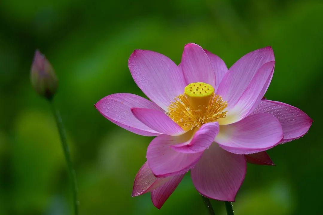 一阵风来碧浪翻，珍珠零落难收拾（十五首有关雨荷的诗词）