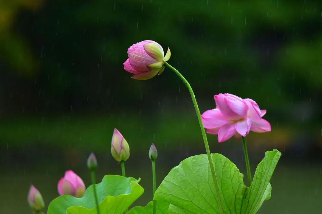 一阵风来碧浪翻，珍珠零落难收拾（十五首有关雨荷的诗词）