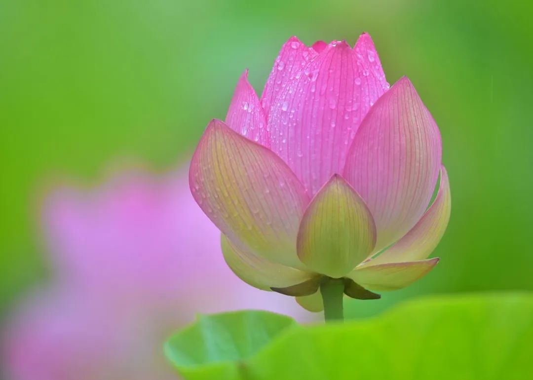 一阵风来碧浪翻，珍珠零落难收拾（十五首有关雨荷的诗词）