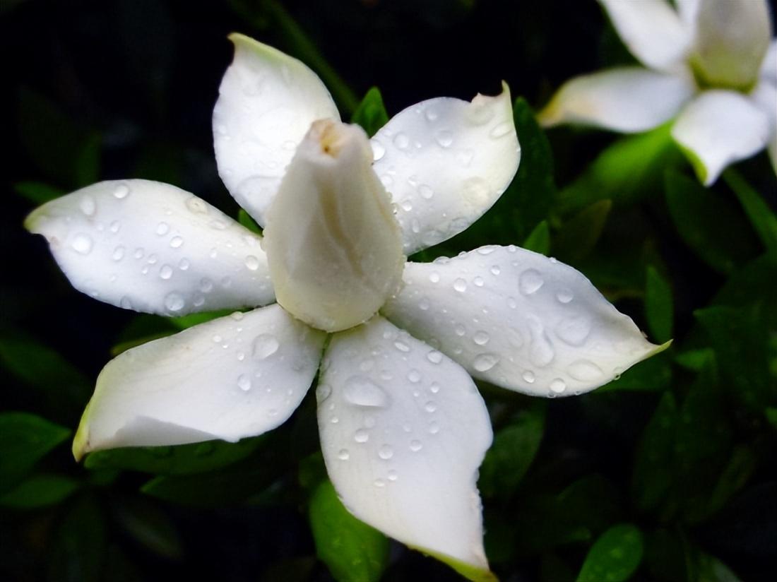 栀子花经典古诗大全（十二首唯美的栀子花诗词）