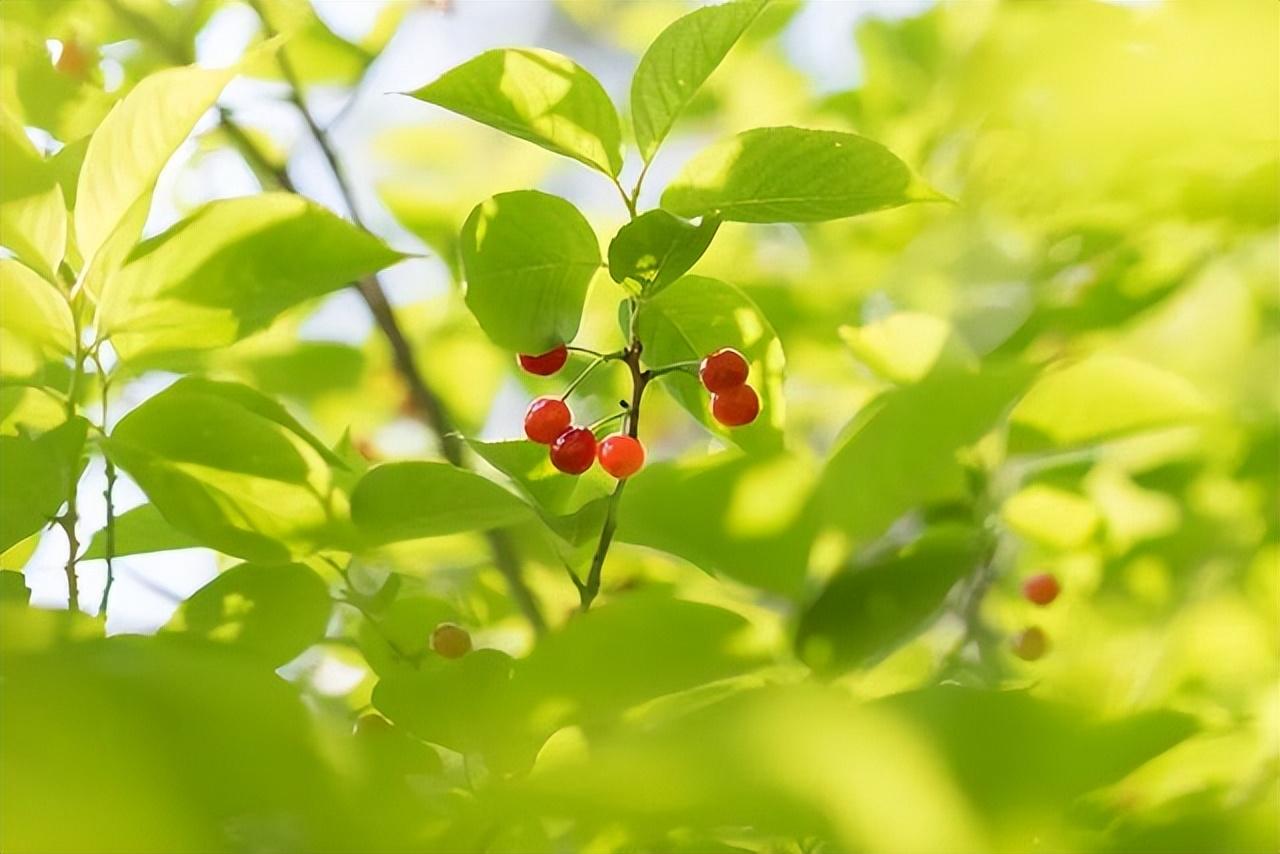 夏至经典古诗名句（二十首优美的夏至诗词）