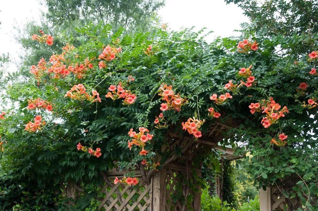 洒面松风吹梦醒，凌霄花落半床书（偶桓的十首诗词）