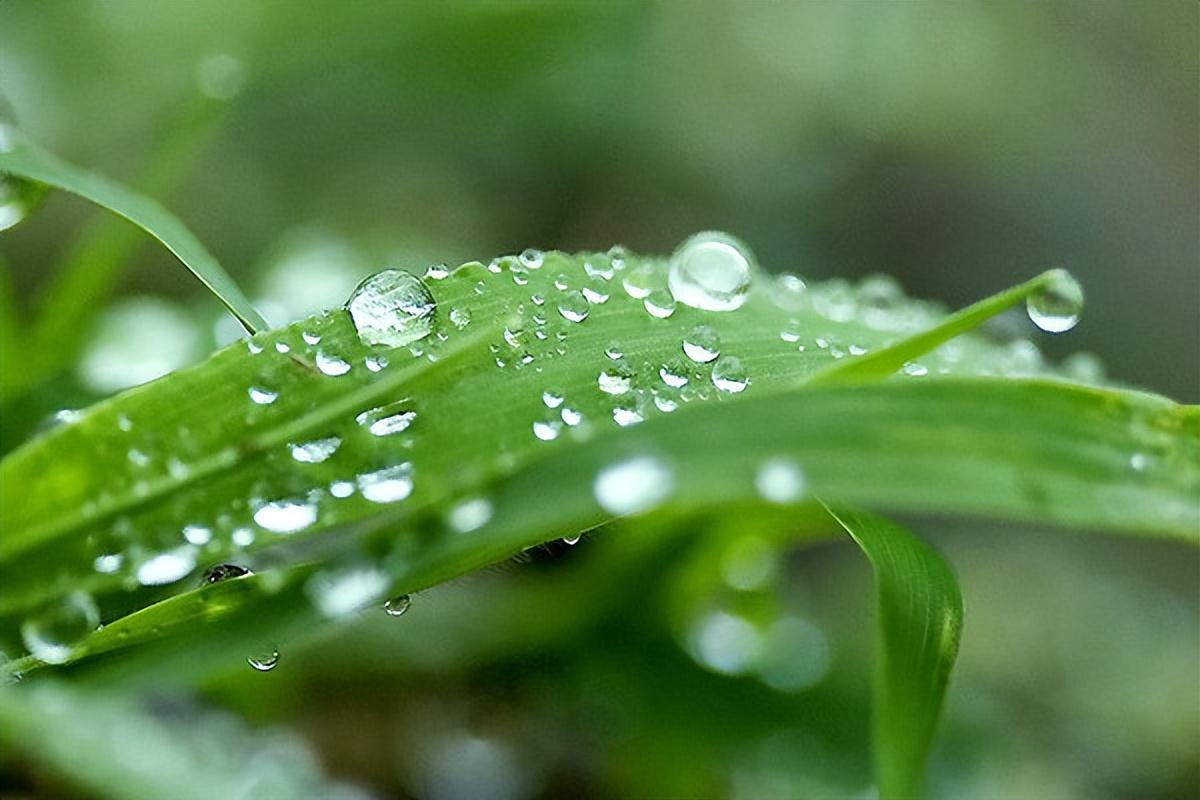 关于夏日十五首诗词（殷勤昨夜三更雨，又得浮生一日凉）