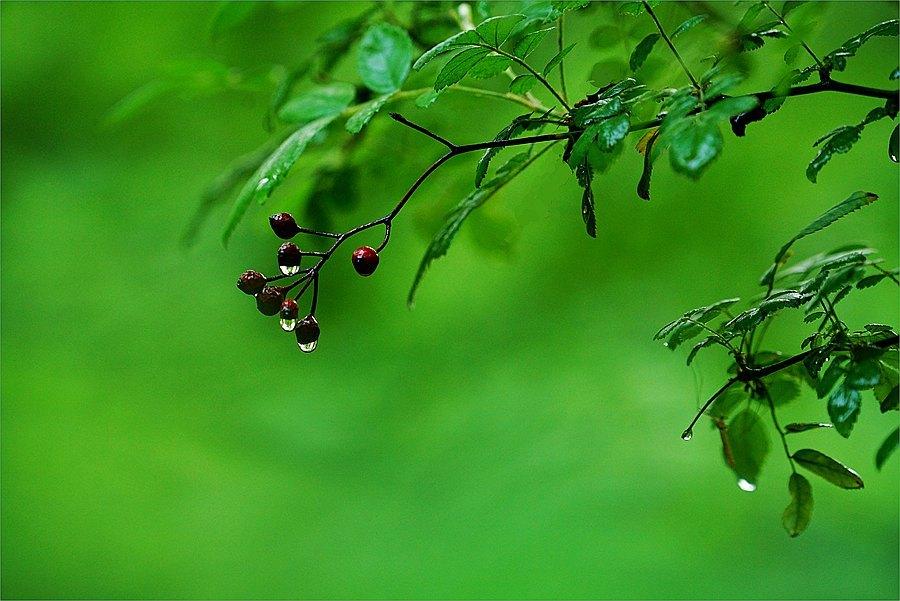 关于夏日十五首诗词（殷勤昨夜三更雨，又得浮生一日凉）