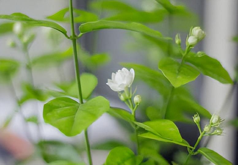 茉莉花唯美古诗大全（八首咏茉莉花的诗词）