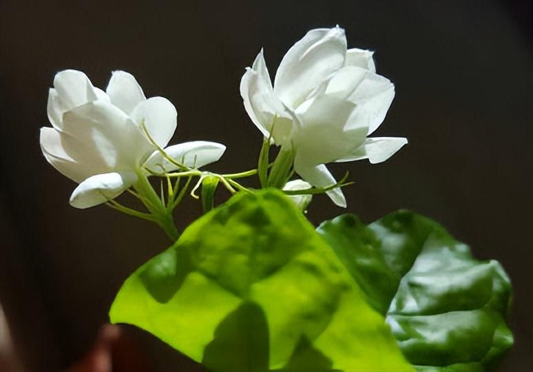 茉莉花唯美古诗大全（八首咏茉莉花的诗词）