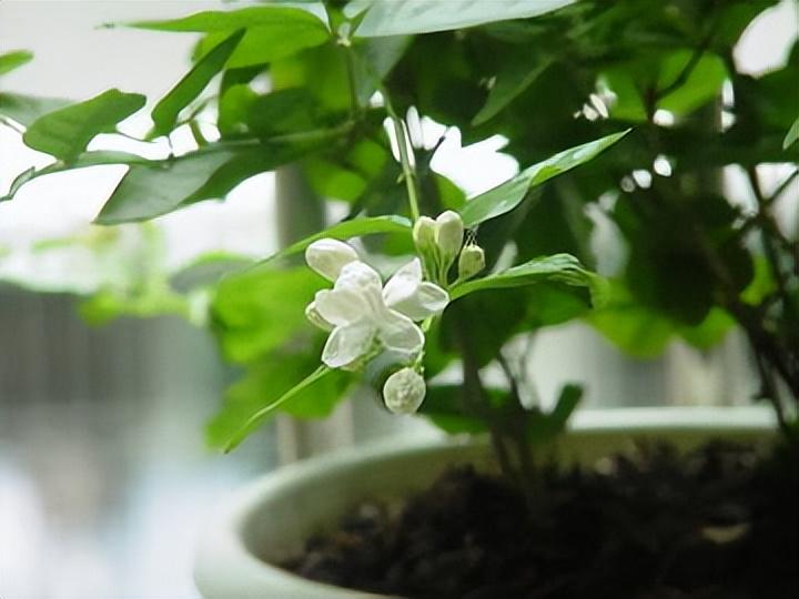 茉莉花唯美古诗大全（八首咏茉莉花的诗词）