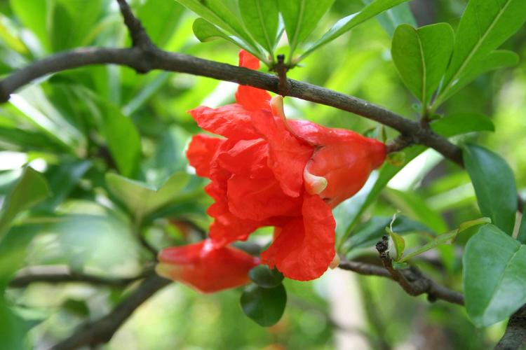 石榴花唯美古诗词（十首唯美的石榴花诗词）