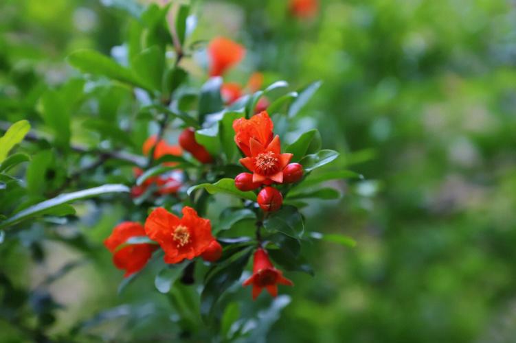 石榴花唯美古诗词（十首唯美的石榴花诗词）