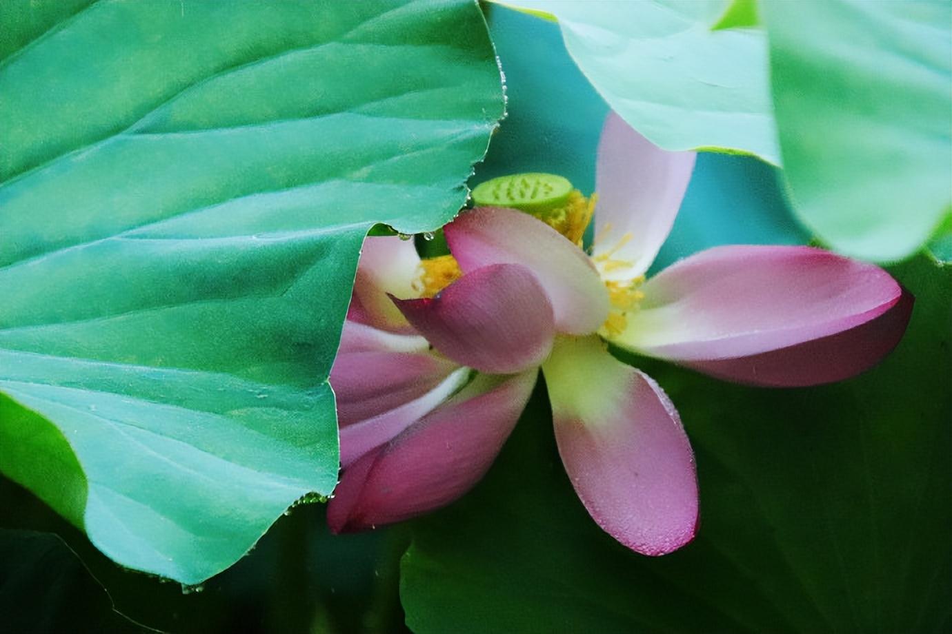 旖旎藕花，十里飘香（十五首唯美的藕花诗词）