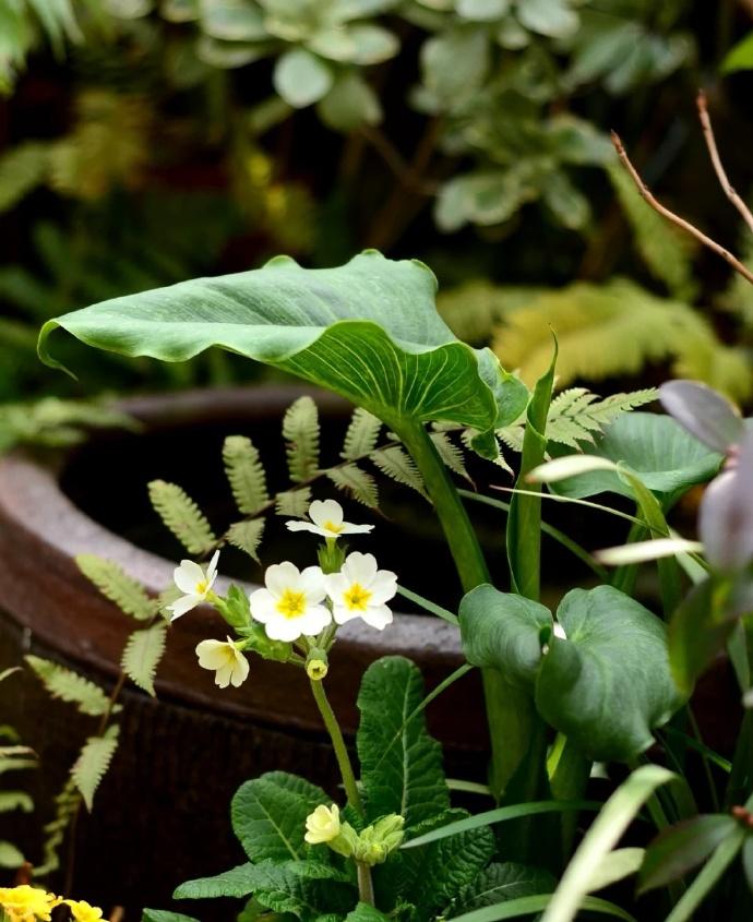 劳蓉君的二十首诗词（山窗宜向百花开，好鸟催诗日日来）