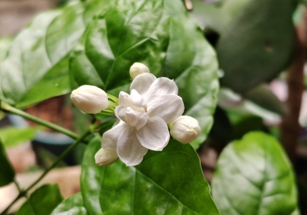 茉莉花唯美古诗大全（十五首优美的茉莉花诗词）