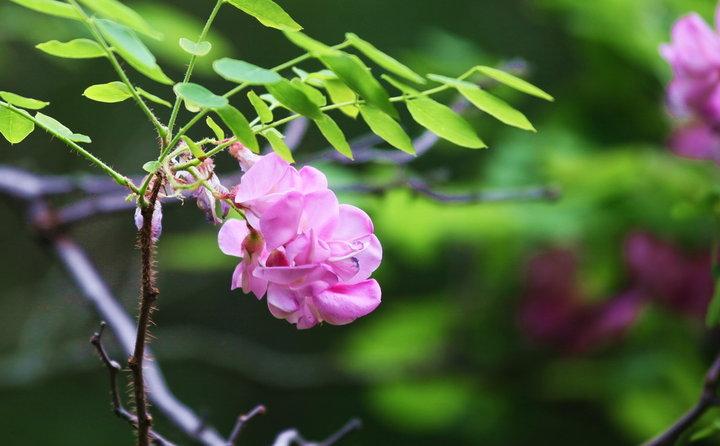 雨熟黄梅，夏木成荫（十首优美的初夏七绝）