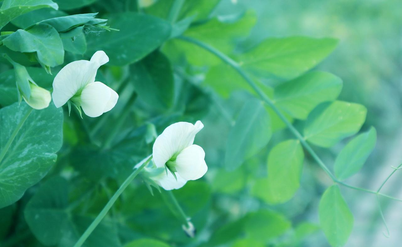 雨熟黄梅，夏木成荫（十首优美的初夏七绝）