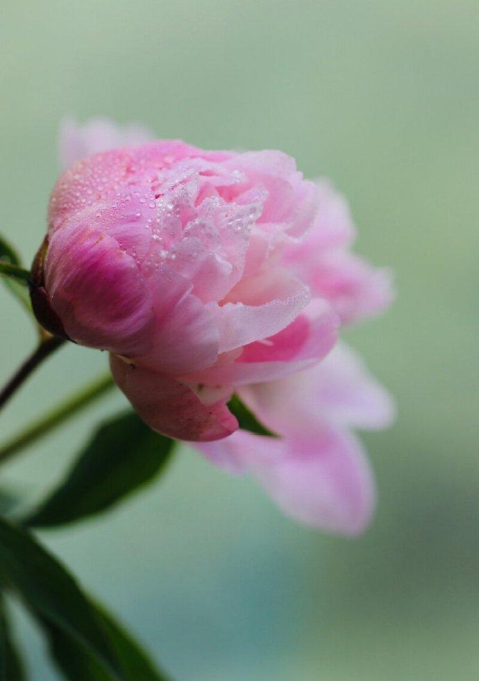 芍药唯美古诗大全（二十首唯美的芍药诗词）