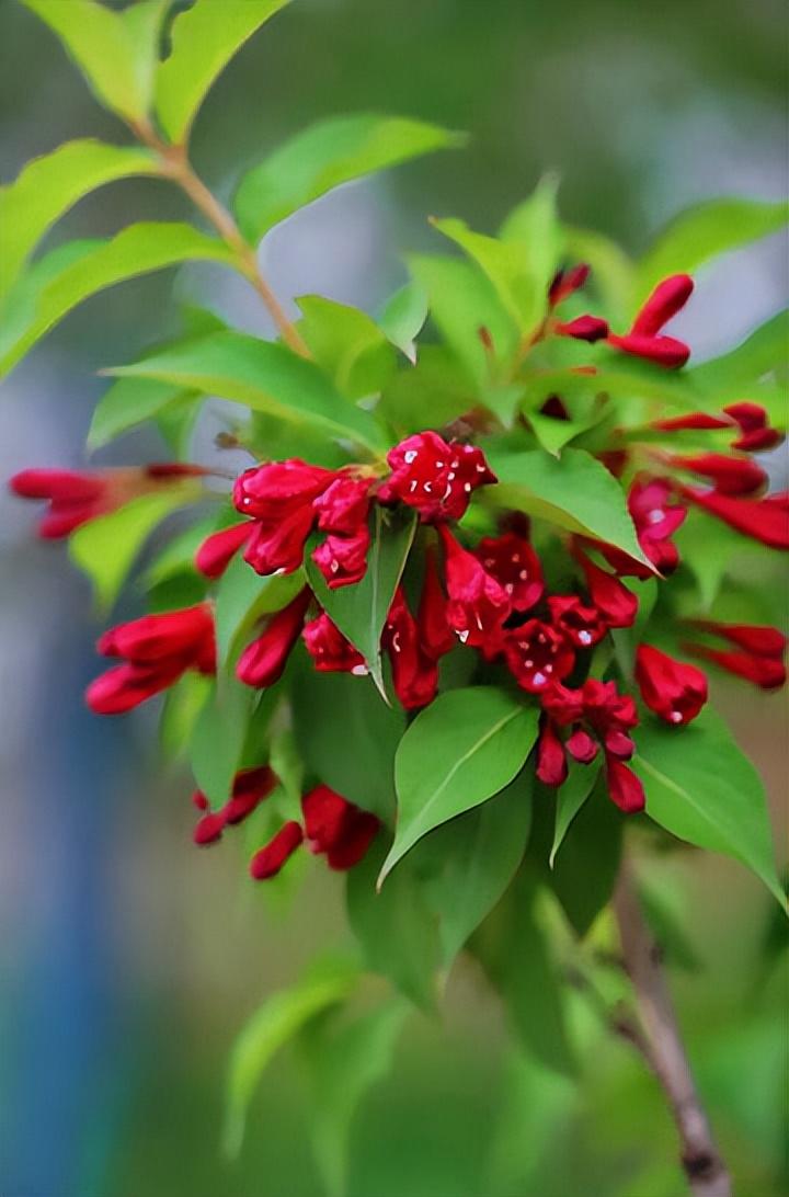 节节生花花点点，茸茸晒日日迟迟（十二首锦带花诗词）