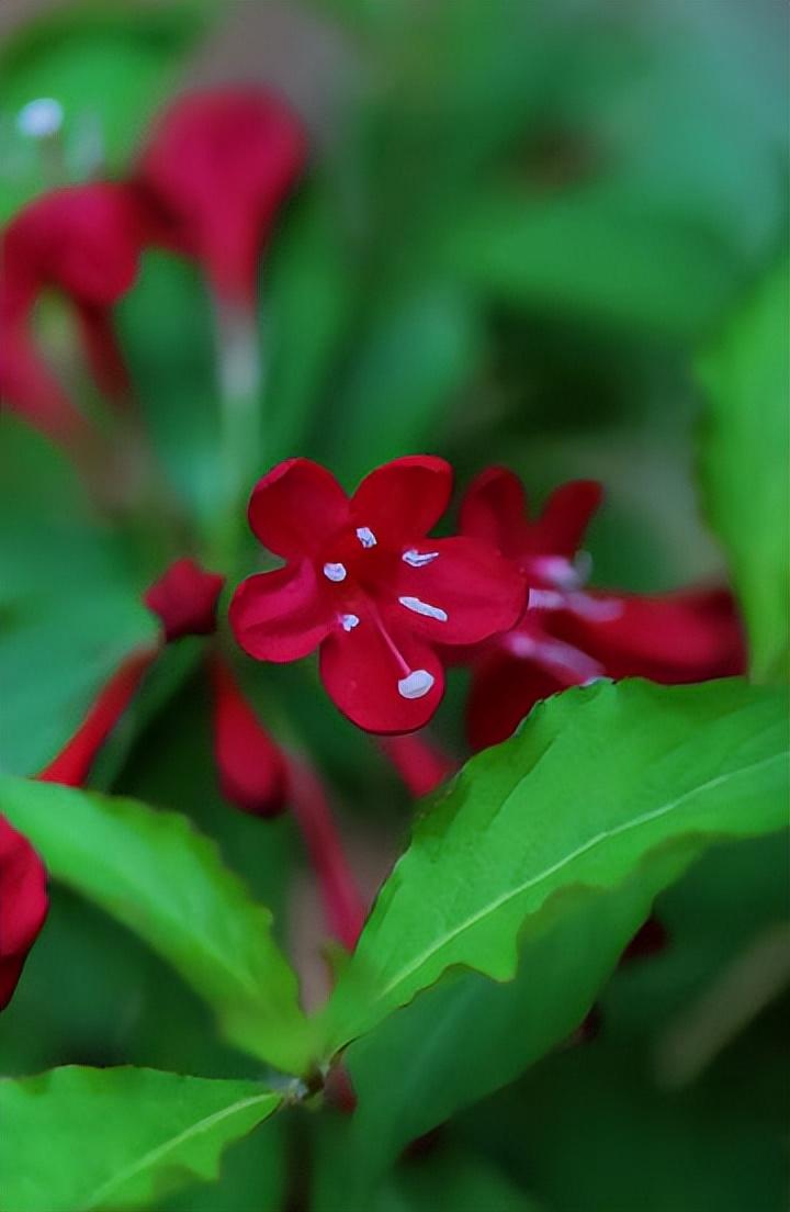 节节生花花点点，茸茸晒日日迟迟（十二首锦带花诗词）