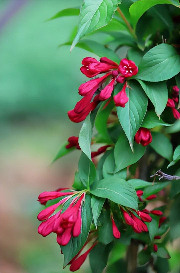 节节生花花点点，茸茸晒日日迟迟（十二首锦带花诗词）