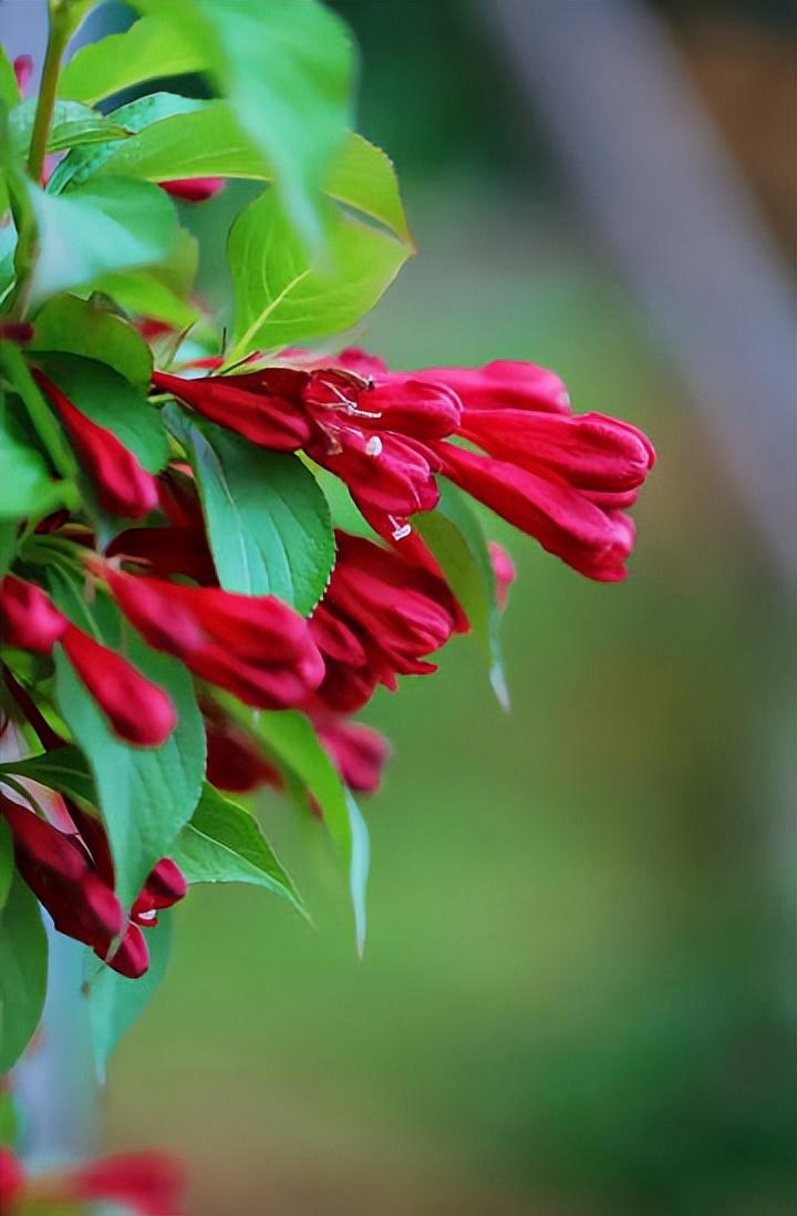 节节生花花点点，茸茸晒日日迟迟（十二首锦带花诗词）