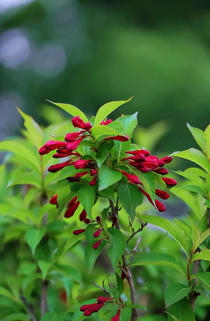 节节生花花点点，茸茸晒日日迟迟（十二首锦带花诗词）