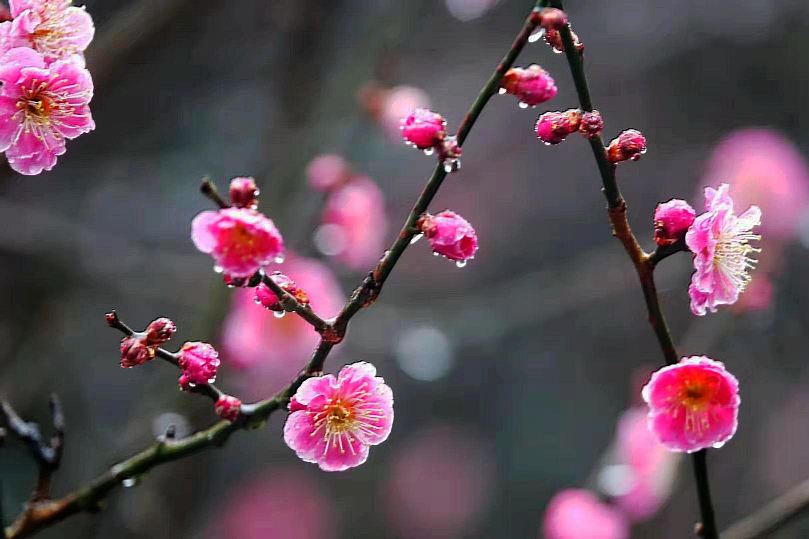 张新的十四首咏花绝句（惟有此花开不厌，一年长占四时春）