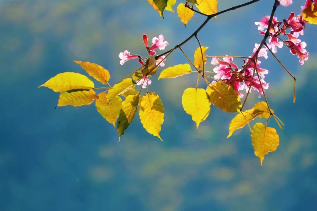 蔷薇花开，池塘水满（二十首唯美的五月诗词）