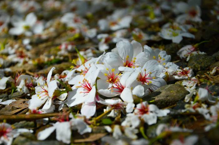 人间暮春，花落时节（20首优美落花诗词）