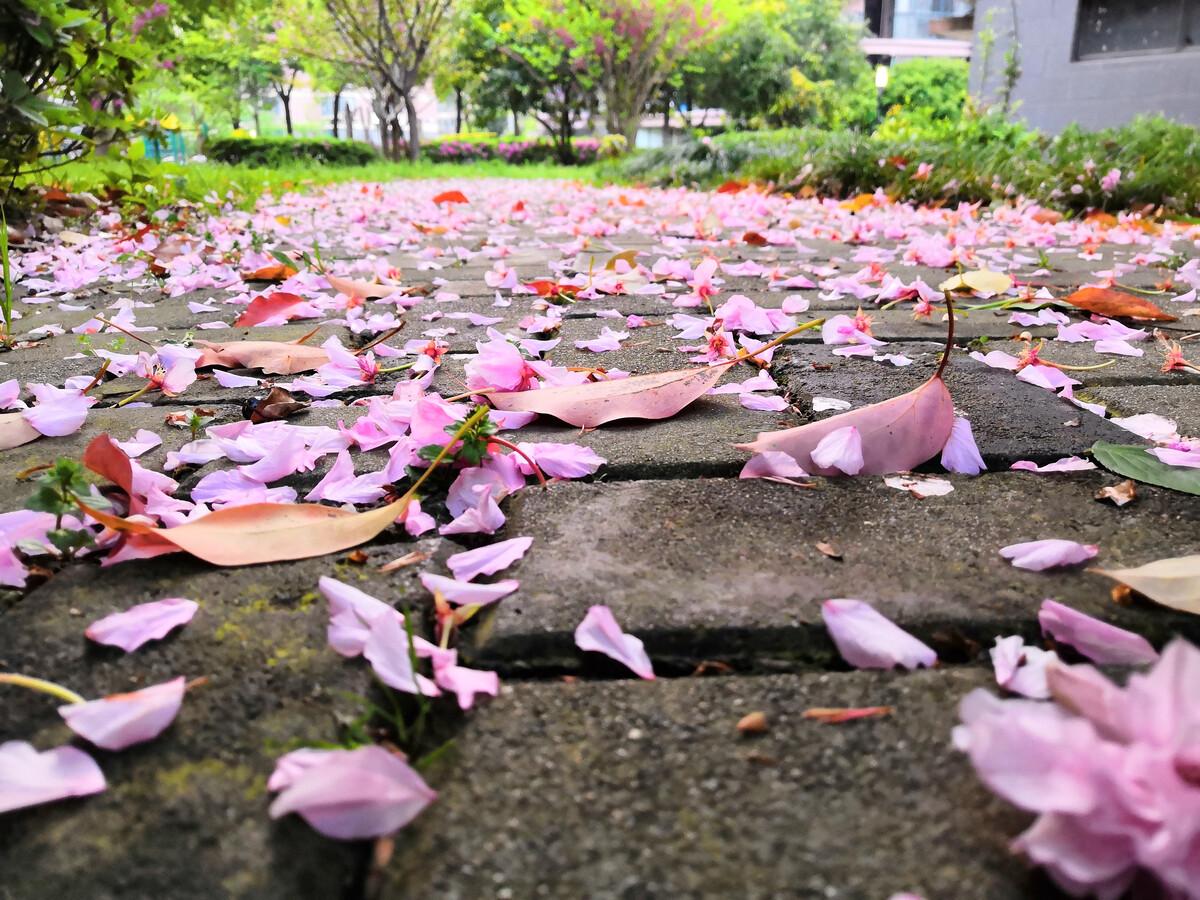 人间暮春，花落时节（20首优美落花诗词）