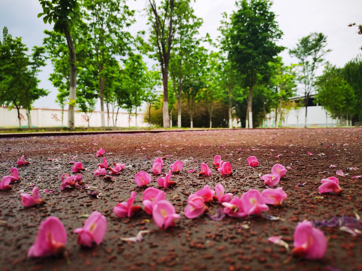 人间暮春，花落时节（20首优美落花诗词）