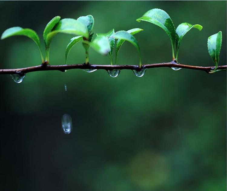 溪女浣纱春雨后，仙人把钓夕阳边（十二首春雨后的诗词）