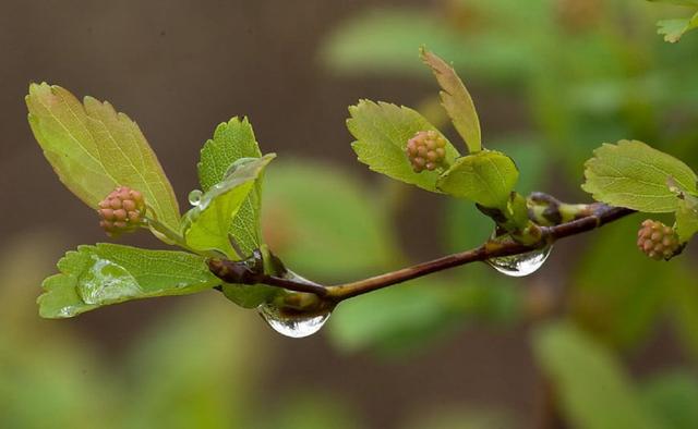 溪女浣纱春雨后，仙人把钓夕阳边（十二首春雨后的诗词）