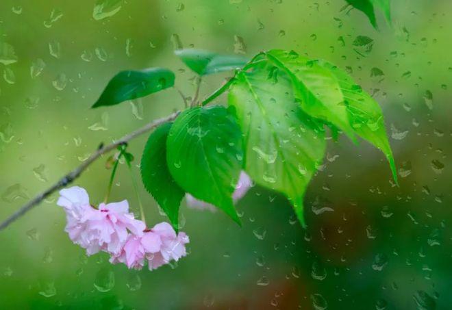 溪女浣纱春雨后，仙人把钓夕阳边（十二首春雨后的诗词）