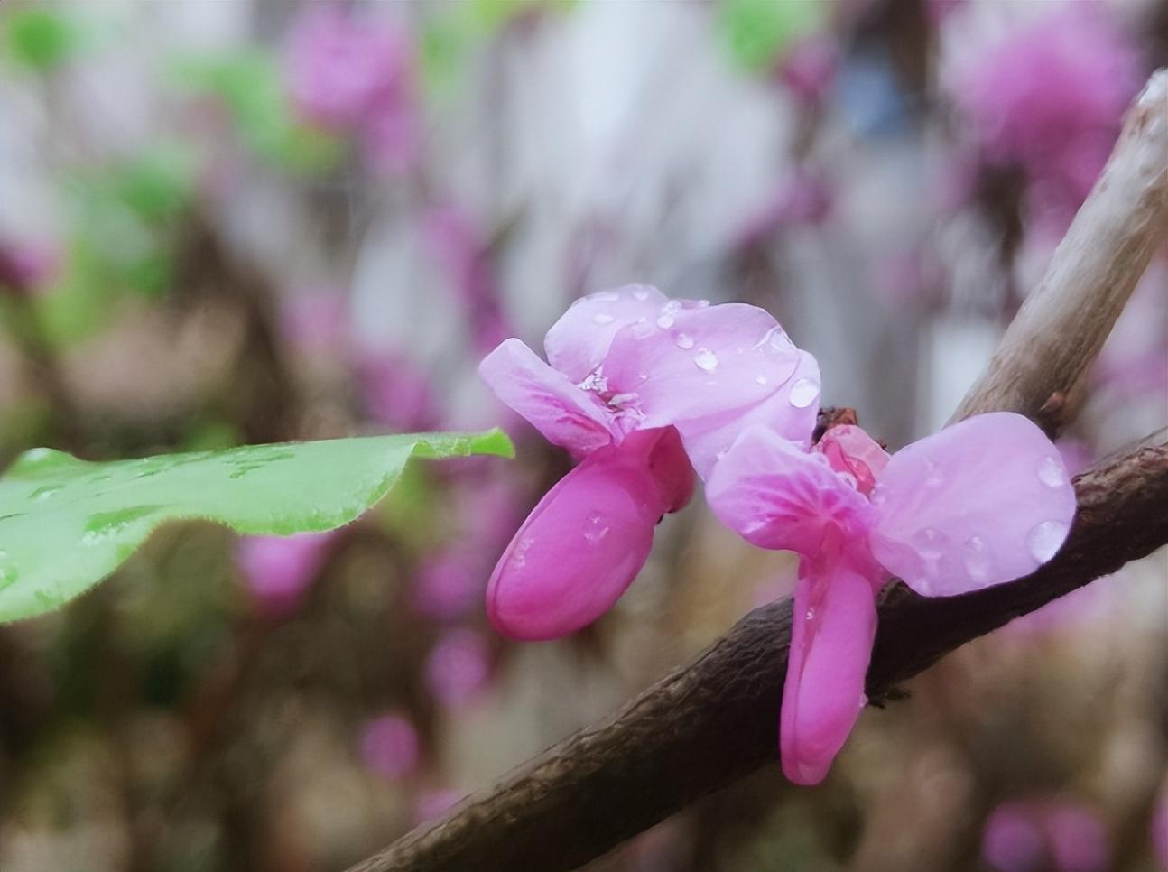 溪女浣纱春雨后，仙人把钓夕阳边（十二首春雨后的诗词）