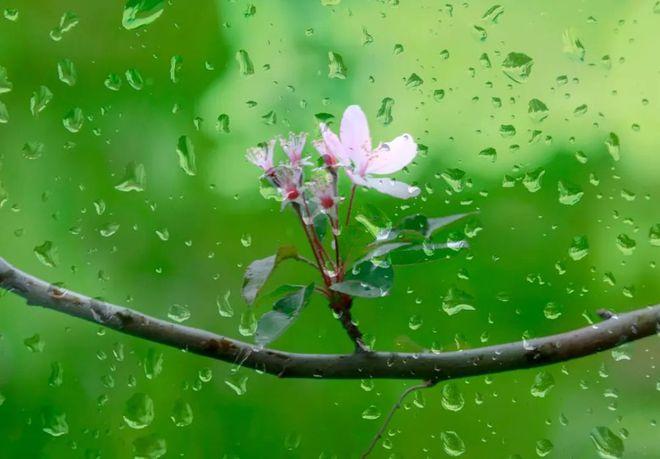 溪女浣纱春雨后，仙人把钓夕阳边（十二首春雨后的诗词）